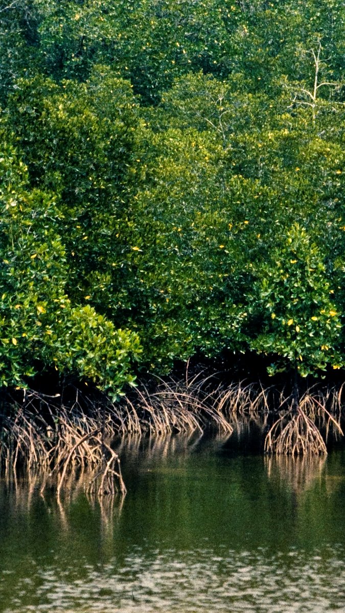 Basin Mangroves