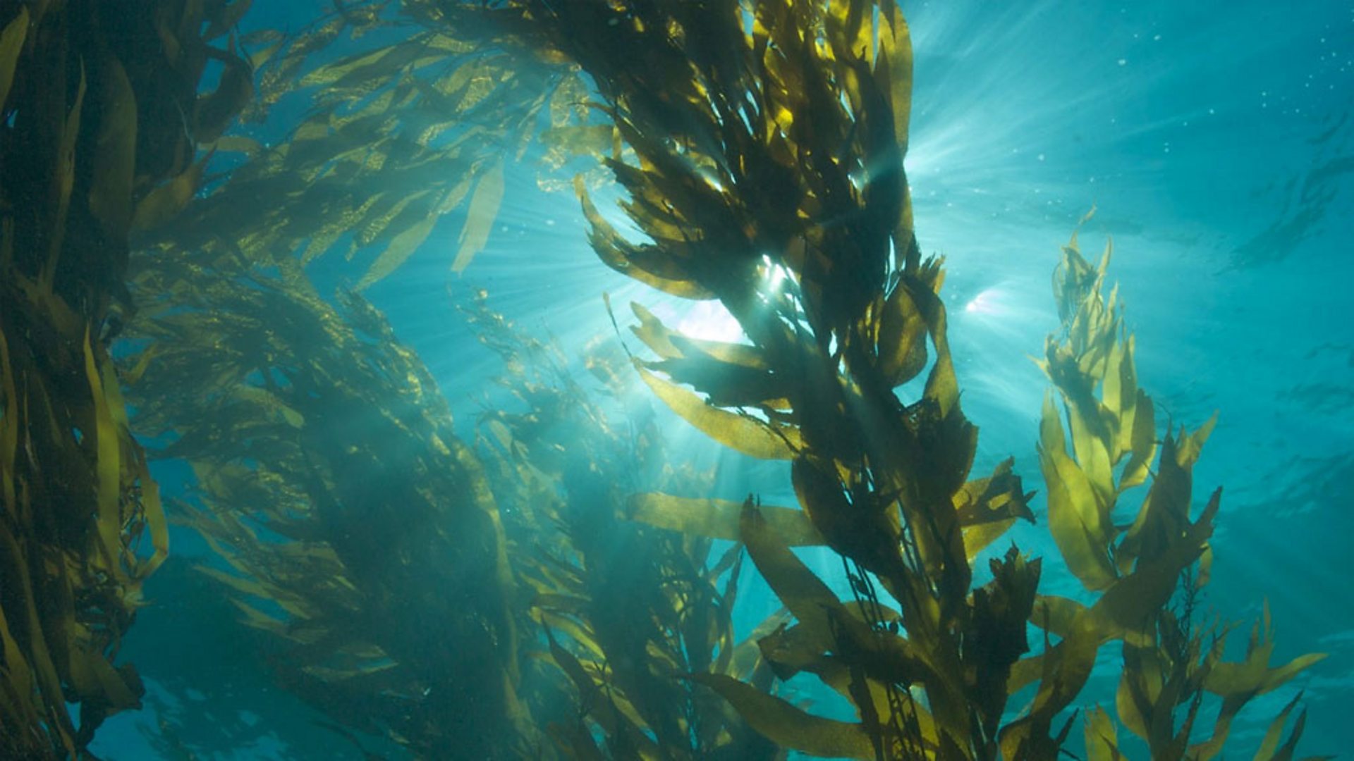 Kelp Forests