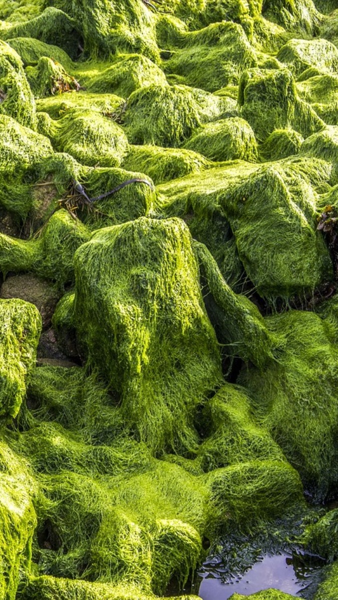 Noxious Algae Management