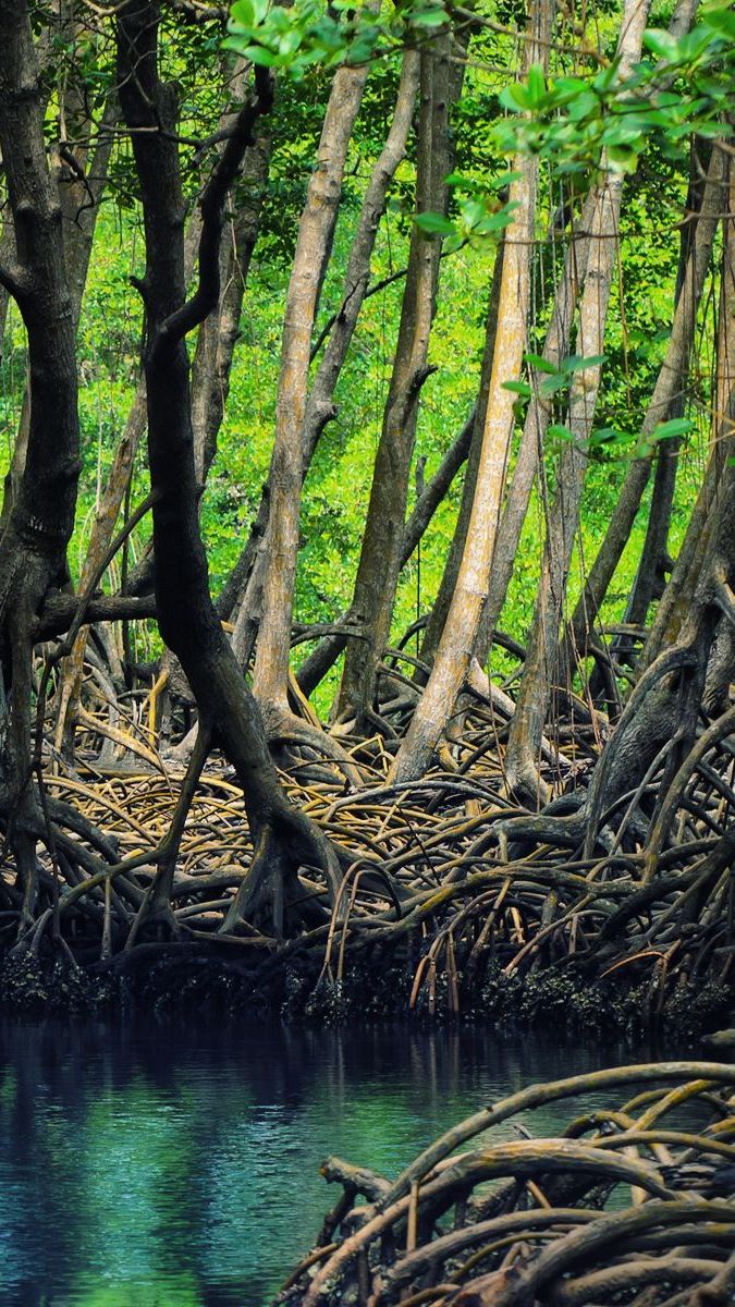 Over Wash Mangroves