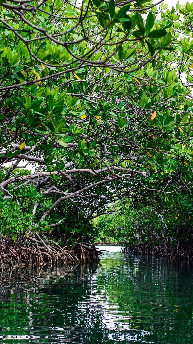 Riverine Mangroves